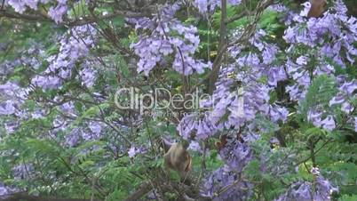 Wind in the lilac flowers