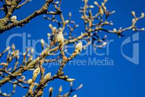 magnolien knospen im winter