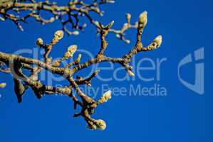 magnolien knospen im winter
