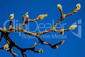 magnolien knospen im winter