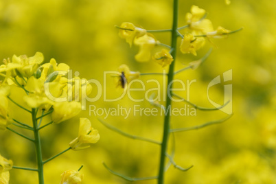 rapeseed (brassica napus)