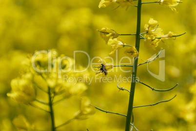 rapeseed (brassica napus)
