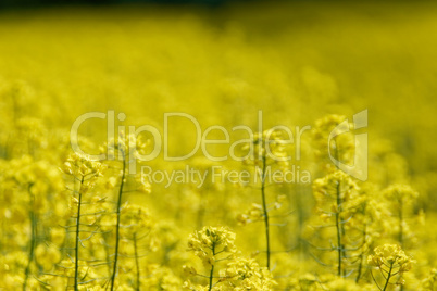 rapeseed (brassica napus)