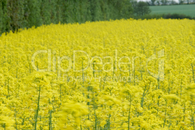 rapeseed (brassica napus)