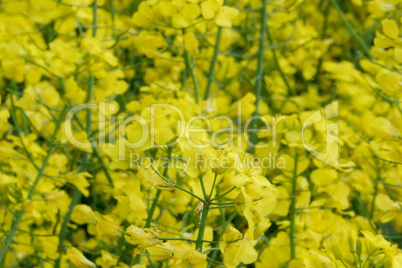 rapeseed (brassica napus)