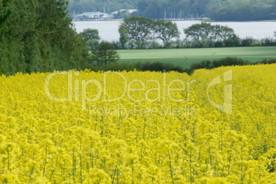 rapeseed (brassica napus)