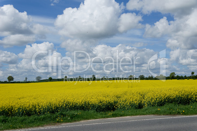 rapeseed (brassica napus)