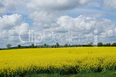 rapeseed (brassica napus)