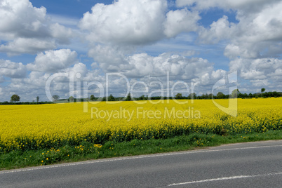 rapeseed (brassica napus)