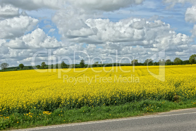 rapeseed (brassica napus)