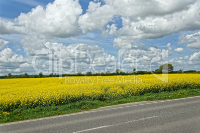 rapeseed (brassica napus)