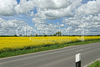 rapeseed (brassica napus)