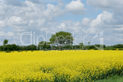 rapeseed (brassica napus)