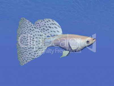 guppy blue fish underwater - 3d render
