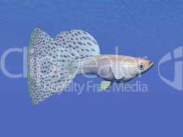 guppy blue fish underwater - 3d render