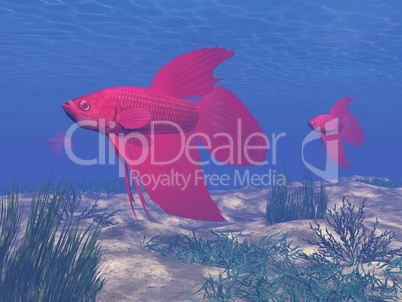 red betta fishes underwater - 3d render