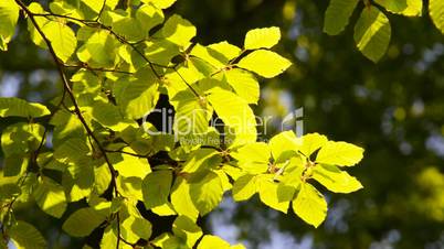 Branch of beech tree with leaves
