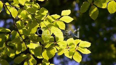 Branch of beech tree with leaves