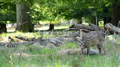 Female deers eating grass