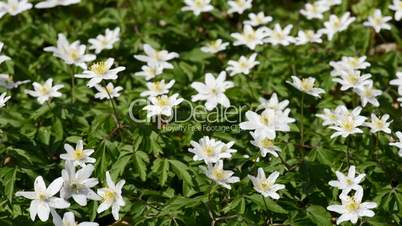 Wood anemone