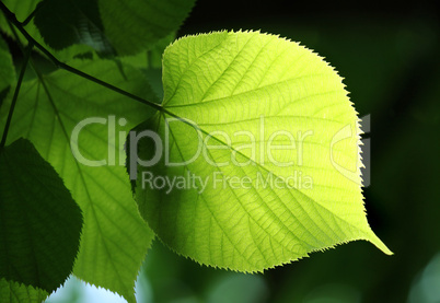 green leaf glowing in sunlight