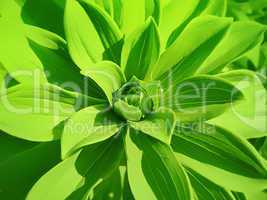 green plant background