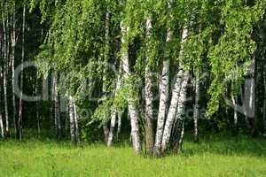 Birch trees with young foliage