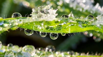 gras mit raureif