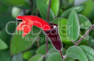 lipstick plant