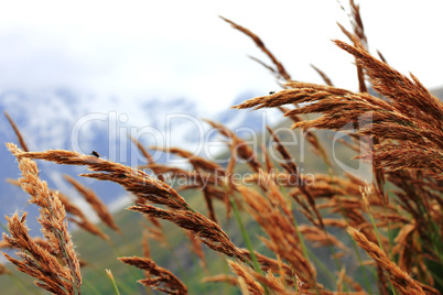 ears of yellow grass growing on the meadow