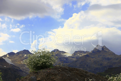 caucasus mountain landscape and bush of camomiles