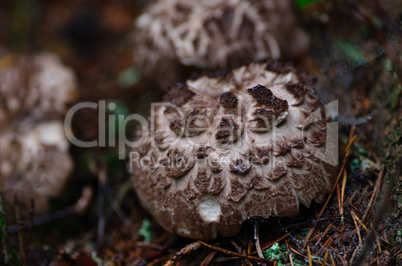 habichtspilze im wald