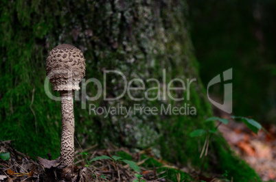 parasol pilz bei baum