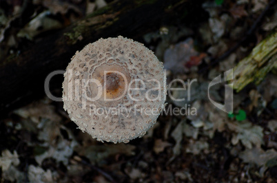 parasol pilz von oben