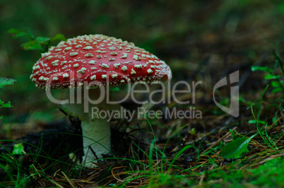 grosser fliegenpilz im wald