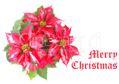 merry christmas greeting diners