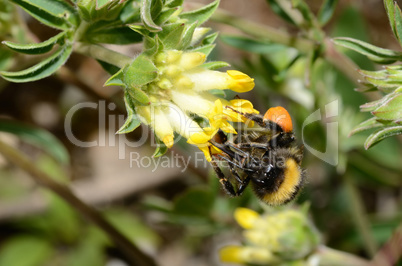 hummel saugt auf gelber bluete