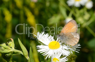 kleiner brauner schmetterling