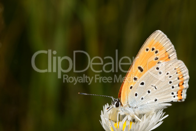 oranger schmetterling