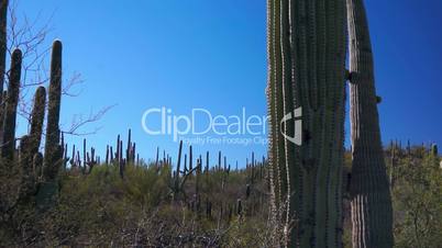 Saguaro Cactus Forest Dolly