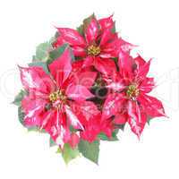 poinsettia christmas star