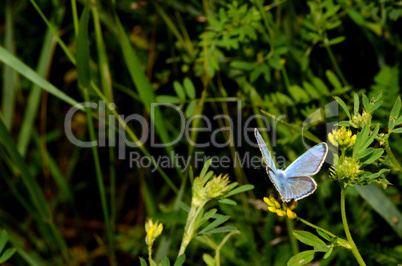 kleiner blauer schmetterling