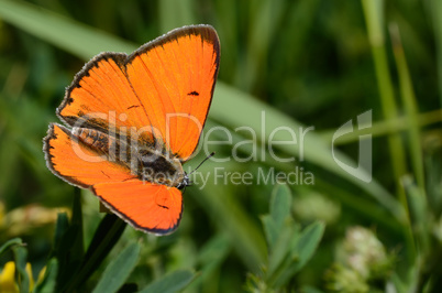 leuchtender schmetterling