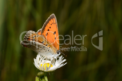 schmetterling auf gaenseblume