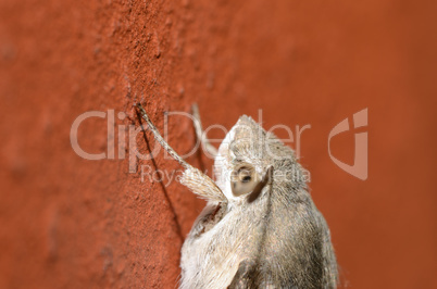 schmetterling grossansicht