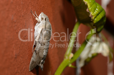 schmetterling auf mauer seite