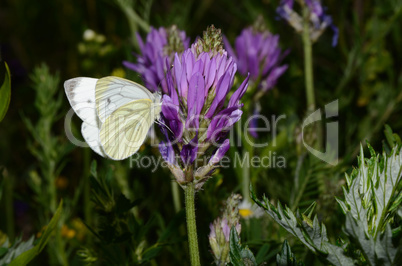 weisser schmetterling