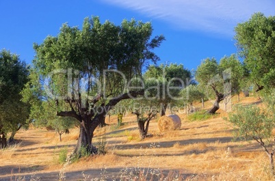 olivenhain in kalabrien - olive grove in calabria 04