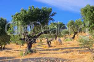 olivenhain in kalabrien - olive grove in calabria 04
