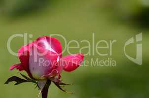 rosa rose auf gruen